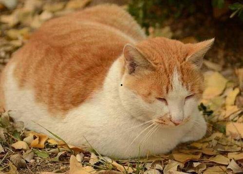 娱乐吃瓜酱猫抢鸡仔,猫界“抢鸡仔”大战，萌态百出！